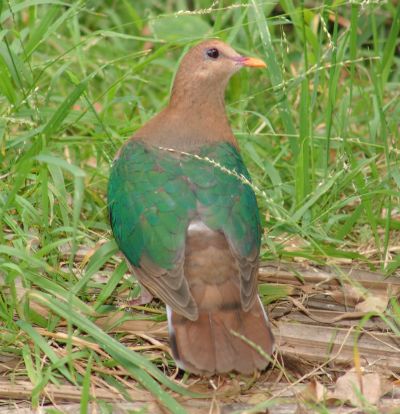 Chalcophaps indica